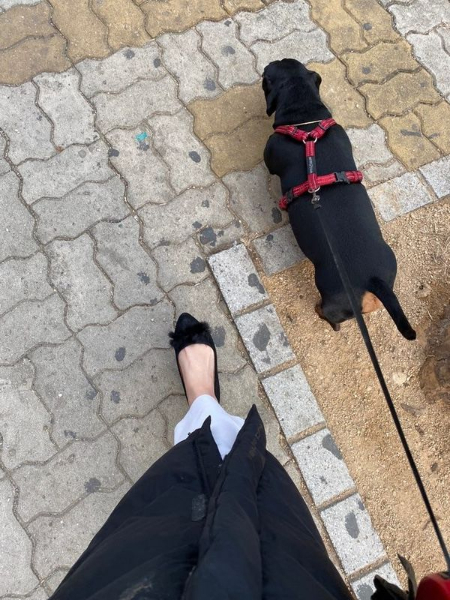 길을 떠돌던 아이가, 가족과 나란히 걷는 기쁨이란. 중간중간 보호자를 바라보면 환하게 웃어주면 더 좋다./사진=밤비 보호자 유지님