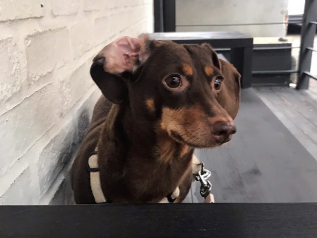 귀가 뒤집어진 밤비. 그럴 땐 사진을 찍고 다시 뒤집어주면 된다. 아, 귀엽다./사진=밤비 보호자 유지님