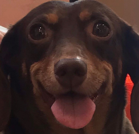 웃는 게 참 예쁘다, 밤비야. 기분이 좋아졌다./사진=밤비 보호자 유지님