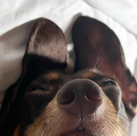 인터스텔라 마냥 어느 차원을 떠돌며 잠자는 밤비./사진=밤비 보호자 유지님