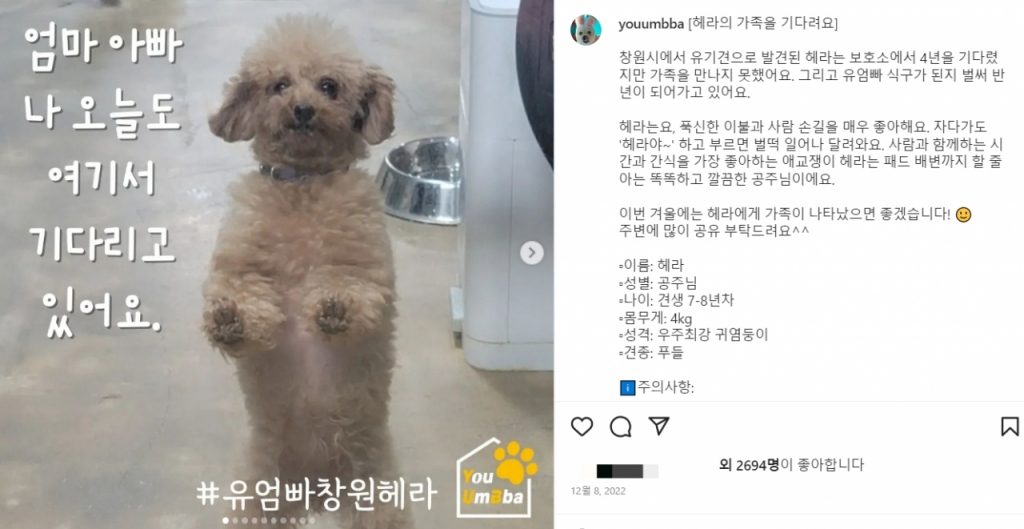 경남 창원에서 유기견으로 발견된 헤라. 함께할 가족을 기다린다./사진=유기동물의엄마아빠(@youumbba)