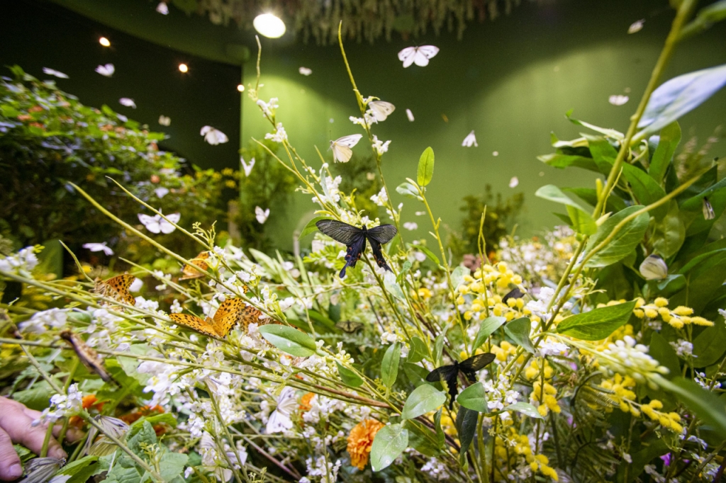 에버랜드 나비체험관. /사진제공=에버랜드