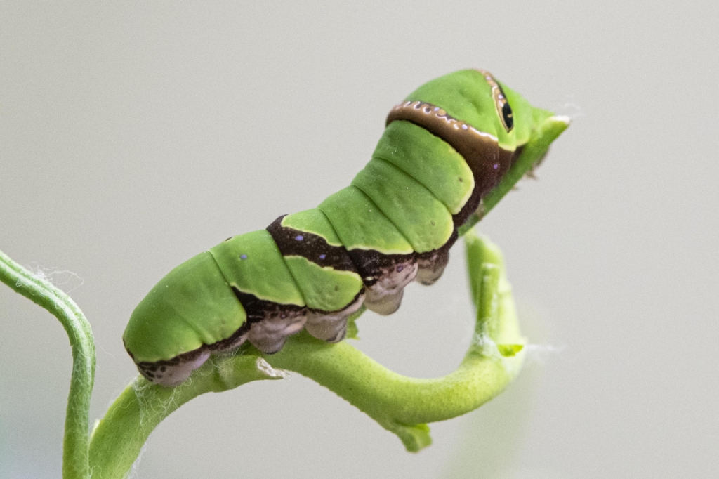 긴꼬리제비나비 애벌레. 4령까진 새똥 같은 모습을 하지만 5령때부터 천적에서 스스로를 보호하기 위해 뱀모양으로 의태한다. /사진제공=에버랜드