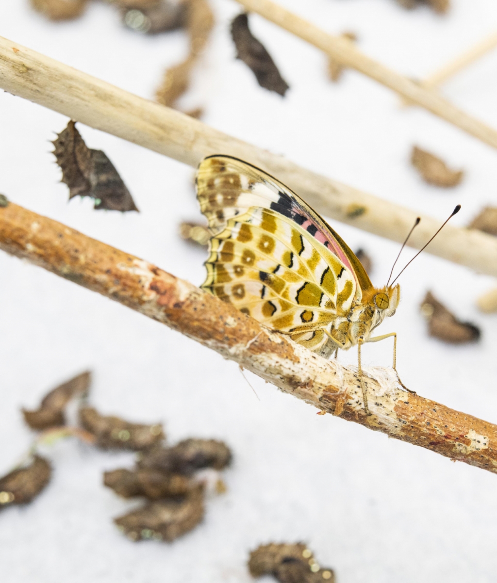 갓 번데기에서 우화한 나비가 날개를 말리고 있는 모습. /사진제공=에버랜드