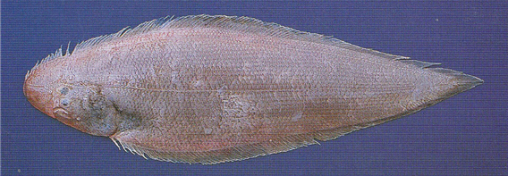 전남 지역에서 주로 잡히는 개서대 /사진제공=국립수산과학원