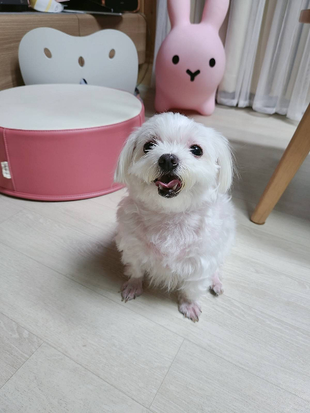 김새별 대표의 집에 온 행복이. 털도 깎아주고, 발톱도 다듬어주고, 목욕도 시켜주었다. 긴 발톱을 제때 자르지 못해 잘 걷지도 못하는 상태였단다./사진=김새별 바이오해저드 대표