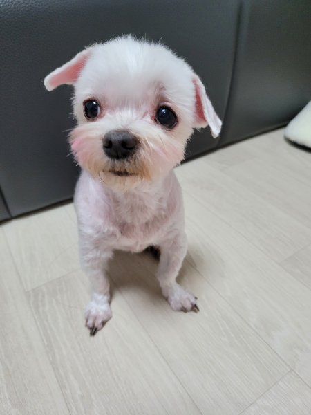 털을 깎고 난 뒤의 행복이./사진=김새별 바이오해저드 대표