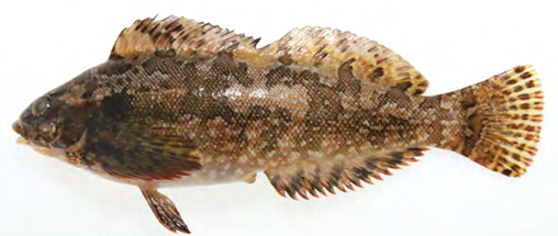 노래미 /사진제공=국립수산과학원