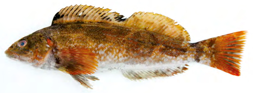 쥐노래미 /사진제공=국립수산과학원