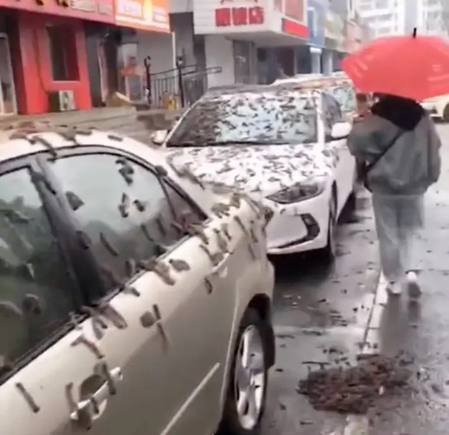 중국 랴오닝성에 '지렁이 모양'의 물체가 길거리를 뒤덮은 가운데 한 행인이 우산을 쓰고 걷고 있다./사진= 중국 SNS 더우인 갈무리 