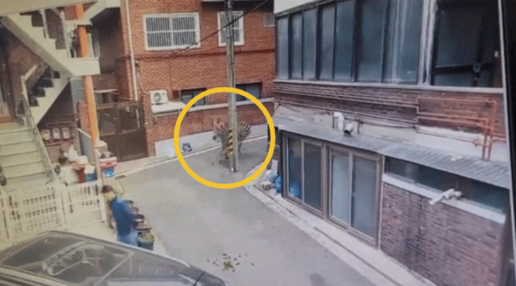 지난 23일 서울 광진구 어린이대공원에서 얼룩말이 탈출해 도심을 활보하는 일이 벌어졌다. /사진=온라인 커뮤니티