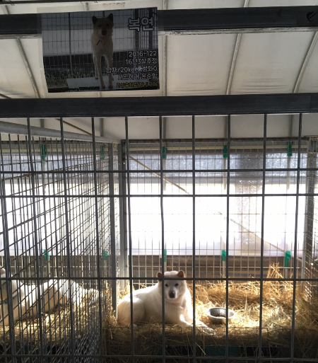 경기도 파주 유기견 보호소에 있을 당시 보굠이의 모습. 이때 이름은 '복연이'였단다. 개들도 표정이 다 있다. 풀이 잔뜩 죽어 있는 게 느껴진다./사진=보굠이 보호자님