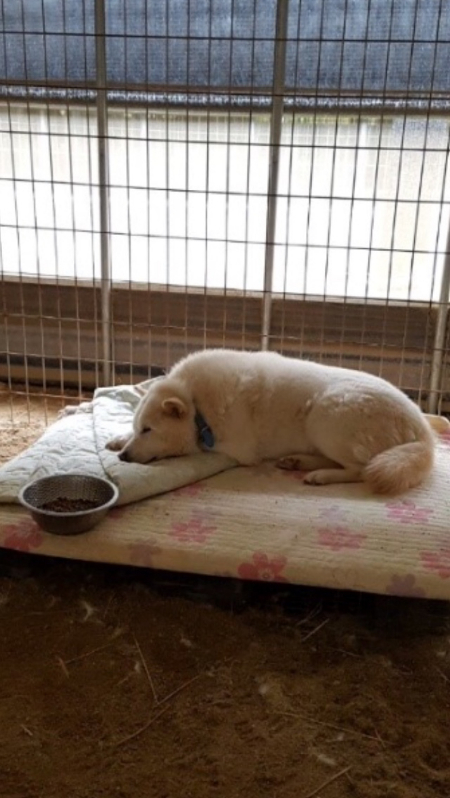 같은 개라는 게 믿기 힘들만큼 다른 모습의 보굠이. 제대로 된 산책 한 번 못하는 공간에서, 보내야 했을 하루는 또 얼마나 길었을까./사진=보굠이 보호자님