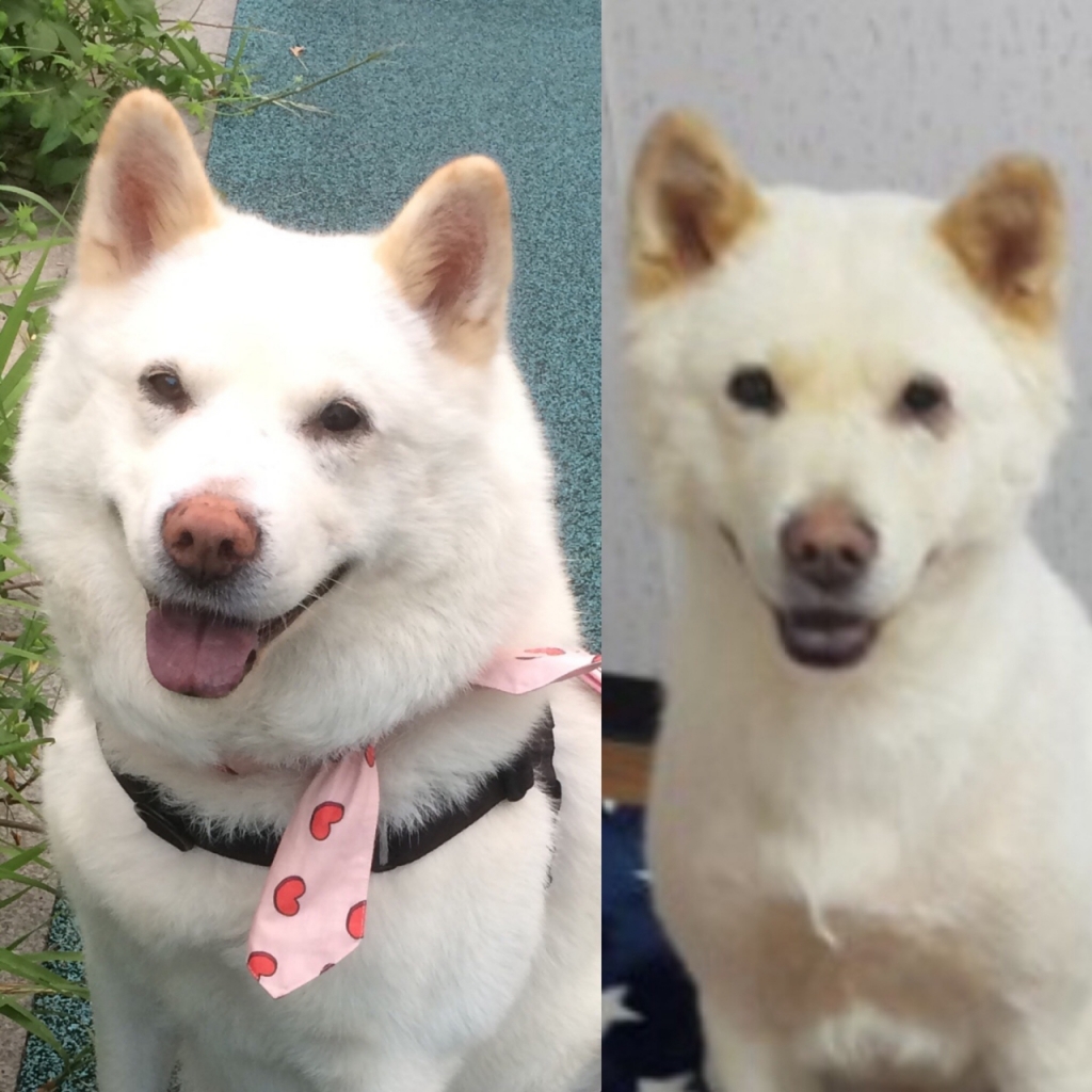 보굠이가 입양된 뒤 가족과 함께한 모습(왼쪽)과 입양되기 전 유기견 보호소에 있을 때 모습. 얼마나 다른 삶일지./사진=보굠이 보호자님