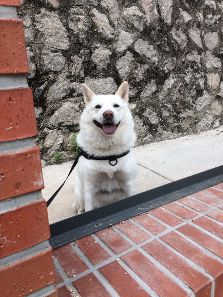 웃는 게 정말 예쁘다, 보굠아./사진=보굠이 보호자님