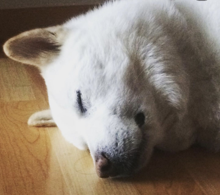 낮잠 자는 보굠이는, 좋은 꿈을 꾸고 있을 거라고./사진=보굠이 보호자님