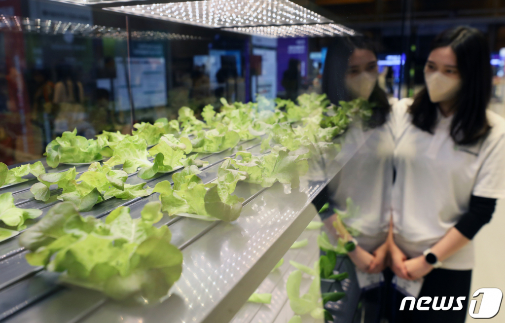 (서울=뉴스1) 송원영 기자 = 2일 서울 강남구 코엑스에서 열린 '코엑스 푸드위크 2022(제17회 서울국제식품산업전)'에서 참석자들이 스마트팜을 관람하고 있다.   올해로 17회를 맞이하는 코엑스 푸드위크는 '2022 코리아 푸드테크산업전', '2022 베이커리페어', '2022 키친페어', '강소농대전', 드링크&디저트쇼'와 동시 개최되며, 20개국 895개사가 참가하는 가운데 1479개 부스 규모로 열린다. 2022.11.2/뉴스1  Copyright ? 뉴스1. All rights reserved. 무단 전재 및 재배포 금지.