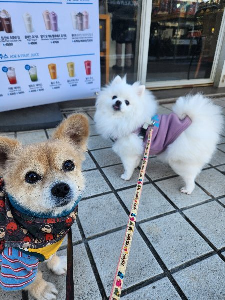 호두와 호두 친구 뭉치(하얀털뭉치에 메롱하는 아이)./사진=호두 보호자님