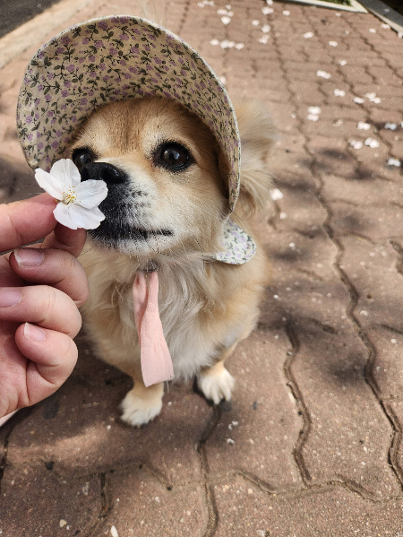 벚꽃 내음을 맡는 호두. 꽃이 피어 있는 계절은 짧고, 추운 계절이 오더라도, 이제 네 계절은 계속 봄이겠지. 지금도 버려질 수많은 친구들도, 너처럼 행복해지기를./사진=호두 보호자님
