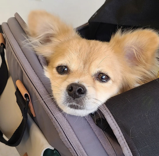 고개를 기대어 무언가를 바라보는 호두./사진=호두 보호자님