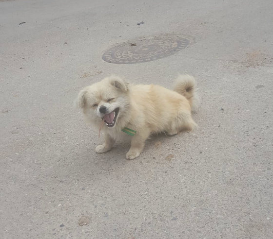 버려졌던 강아지, 고단한 삶을 살아야했을 강아지. 은지씨는 강아지를 챙기고 돌봐주기 시작했다. 마음이 저절로 그리 되었단다./사진=호두 보호자님