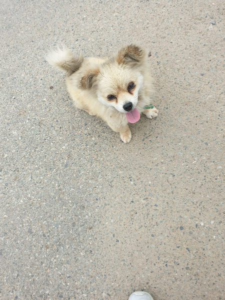 챙겨줬으나 가족으로 맞기엔 고민이 많았던 때. 장마에 비 맞을까 집에 데려갔다가 다시 데려와 길에 놓아야했을 때, 은지씨는 혼자 많이 울었다./사진=호두 보호자님