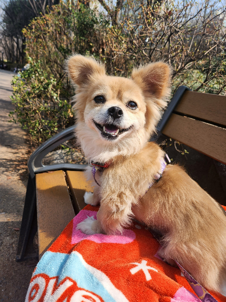 산책하다가 사진을 찍자 활짝 웃는 호두./사진=호두 보호자님