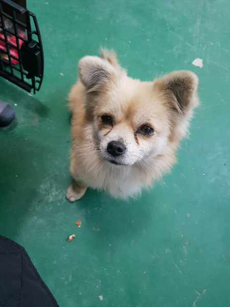 은지씨에게 입양되기 전 호두 모습. 어쩌면 이리 정직할까, 사랑 받을수록 그 모습마저 달라진다는 것./사진=호두 보호자님