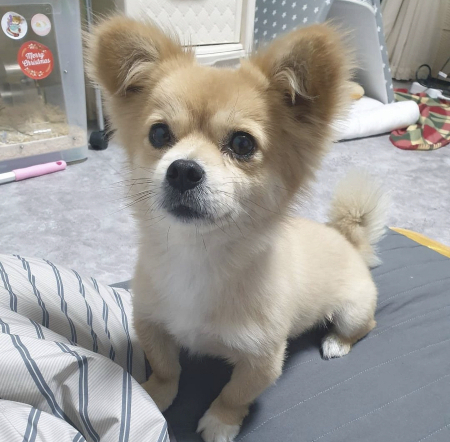 진짜 좀 많이 귀엽습니다, 호두씨. 세상에 하나뿐인 고유한 존재군요./사진=호두 보호자님