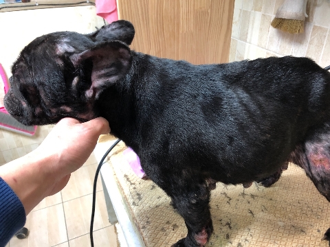 피부염에 귓병에 영양실조 상태로 발견됀 콩지. 새끼를 낳는 목적을 다하고, 한겨울에 버려졌다. 몸도 마음도 얼마나 지치고 고단했을지./사진=콩지 보호자님 