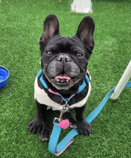 가족이 된다는 건, 맘 편히 환히 웃어줄 수 있는 좋아하는 사람이 생긴다는 것./사진=콩지 보호자님 