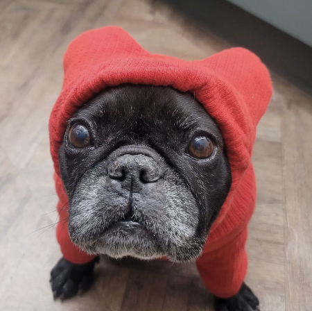 아빠 생일이라 콩지 스스로가 선물이 되었습니다. 귀엽지요?/사진=콩지 보호자님  