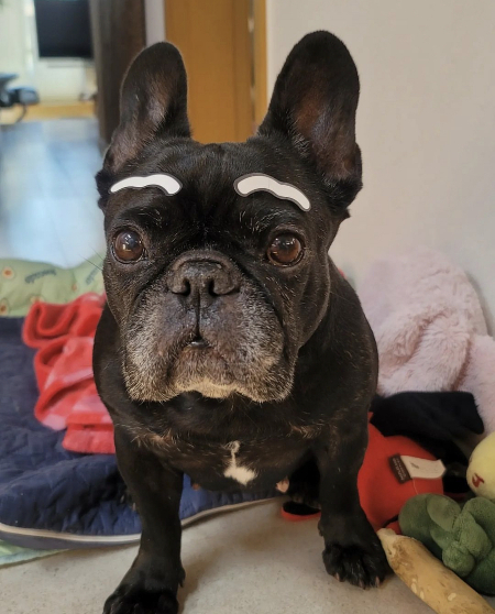 눈썹을 달면 이런 느낌입니다? 귀엽습니다./사진=콩지 보호자님 