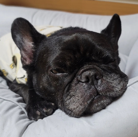 피곤한 개가 행복한 개라지요./사진=콩지 보호자님 