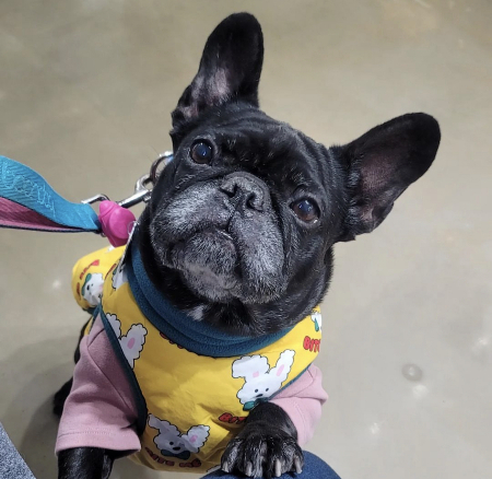 아련하게 바라보는 콩지 표정. 귀여워서 단락마다 사진을 넣는 걸 이해해주세요./사진=콩지 보호자님 