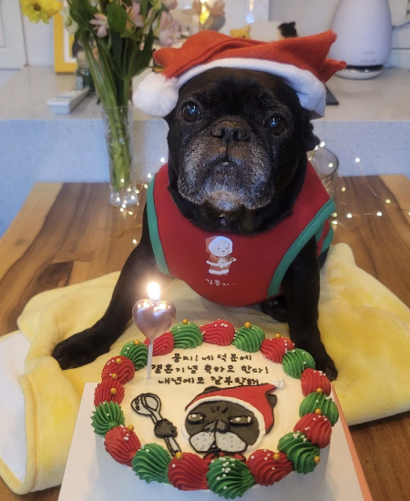 우리의 추억에 빠짐없이 함께한다는 것. 앞으로도 쭉 그럴 거란 것. 이용하는 게 아니라, 존재 자체만으로 귀하다는 것. 그걸 알려준 덕분에 이리 표정을 지을 수 있게 됐다./사진=콩지 보호자님 