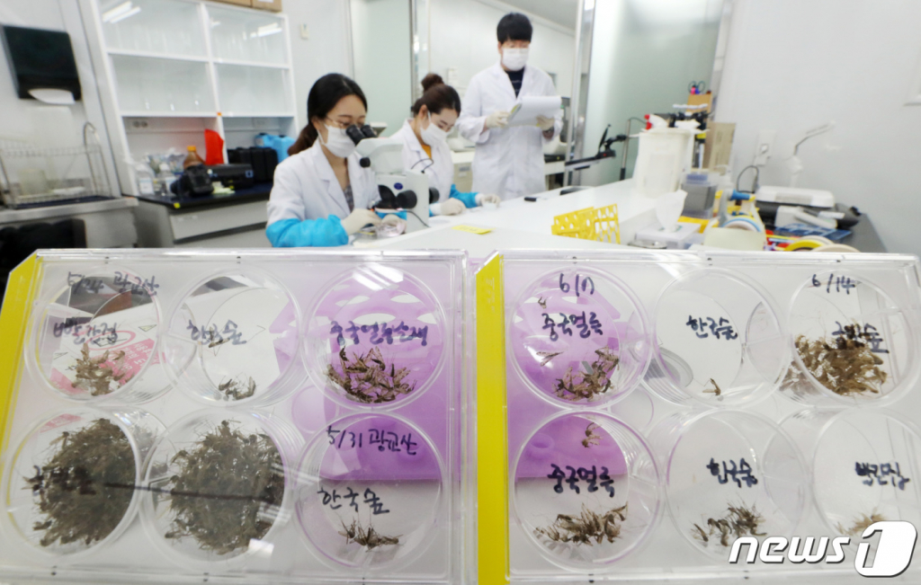 (수원=뉴스1) 조태형 기자 = 경기도 수원시 장안구 경기도보건환경연구원에서 연구원들이 매개 모기 분류 작업을 하고 있다. 2019.6.17/뉴스1