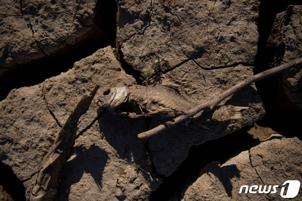 (AFP=뉴스1) 권영미 기자 = 3월23일 스페인의 가뭄으로 말라가 지역 한 저수지 물이 말라붙어 물고기가 죽어 있는 모습. ⓒ AFP=뉴스1 Copyright ? 뉴스1. All rights reserved. 무단 전재 및 재배포 금지.