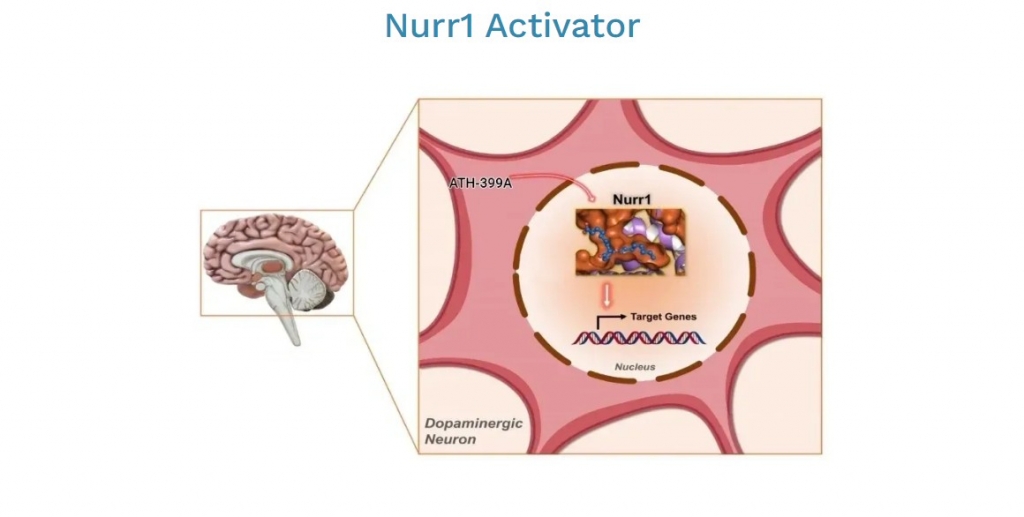 널원 활성화 이미지/사진=뉴론 파마슈티칼 홈페이지