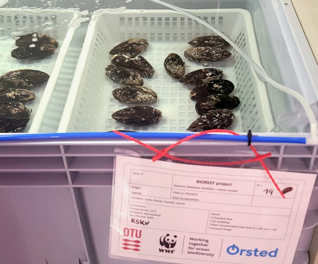  덴마크 뉘쾨빙 모르스 소재 DTU아쿠아 연구소에서 진행 중인 오스테드, WWF, DTU아쿠아의 공동연구/사진=권다희 기자