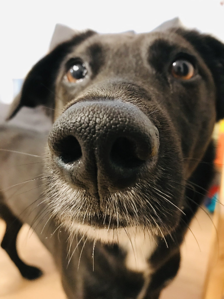 똘망똘망한 표정으로 바라보는 포카./사진=포카 보호자님