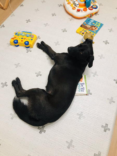 마꼬가 아기 때, 울음이 많았을 때 포카가 하고픈 말을 얘기하듯 그림책 위에 올라갔다고. 제목은 '울지 말고 또박또박.'/사진=포카 보호자님