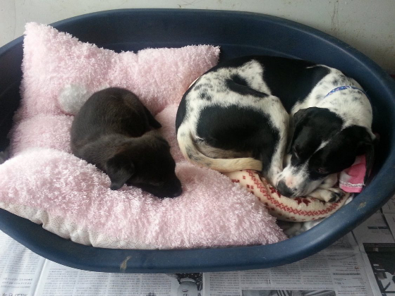 포카에겐 배에서 함께 나온 자매들도 있었다. 두 녀석들 역시 입양갔다./사진=포카 보호자님