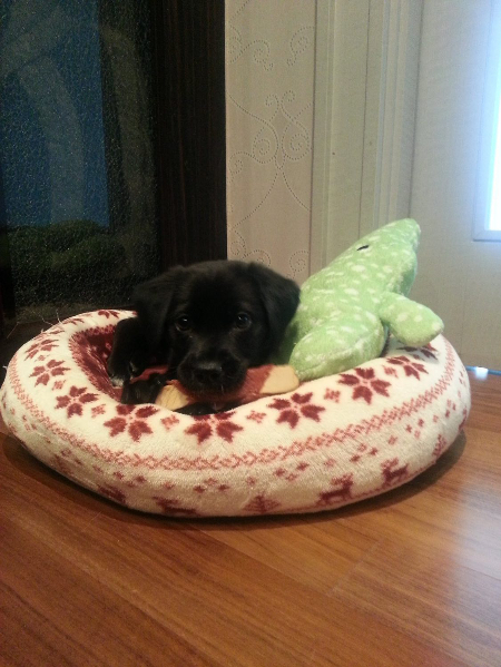 보호소에서 낳아준 엄마에게 제대로 된 보살핌도 받지 못했던, 작은 강아지 포카./사진=포카 보호자님