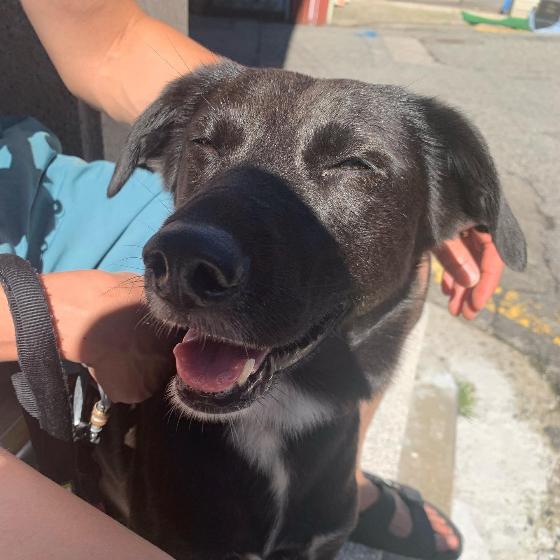 포카는 웃을 때 이런 표정이 된다. 편안하고 행복해보인다./사진=포카 보호자님