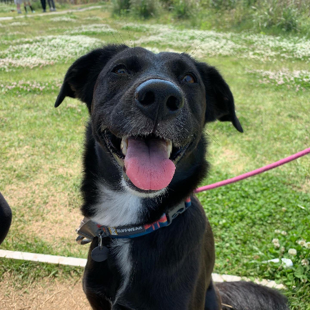 포카야, 스마일!/사진=포카 보호자님