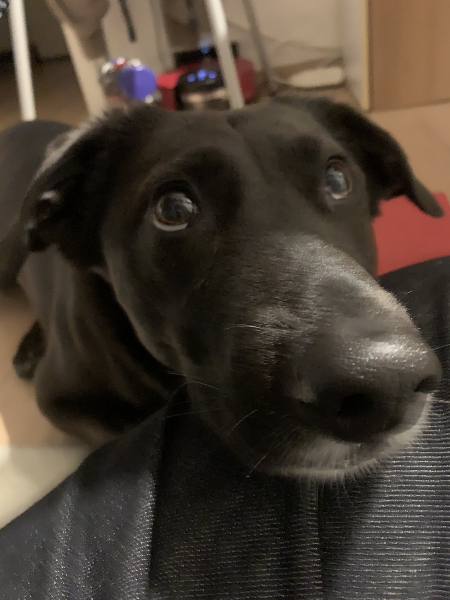 "언니, 나도 빵 한 입만." 턱까지 괴는 애교 작전이면 넘어가지 않기 힘들게다./사진=포카 보호자님