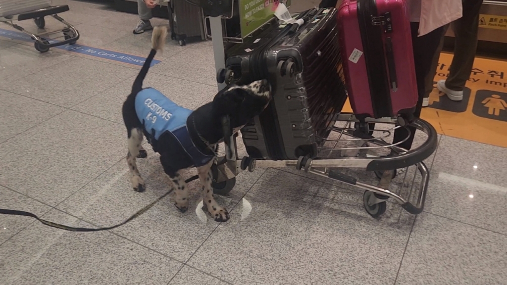23일 인천국제공항 제2여객터미널 입국장에서 마약탐지견 '유로'가 마약류 탐지업무를 수행하고 있다./사진=최지은 기자