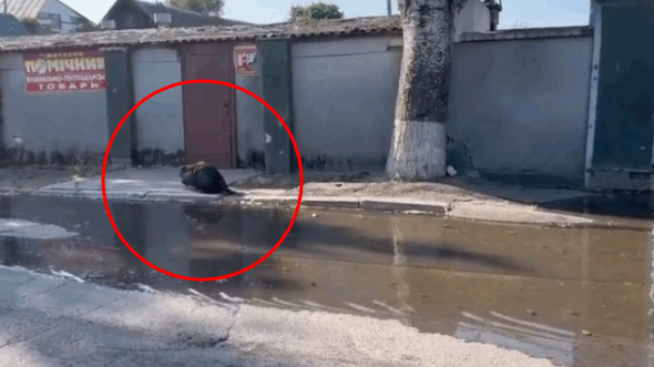 우크라이나 남부 헤르손주의 대형 댐이 폭발하면서 삶의 터전을 잃은 비버가 길거리를 돌아다니고 있다. /사진=안톤 게라셴코 우크라이나 내무장관 고문 트위터 캡처