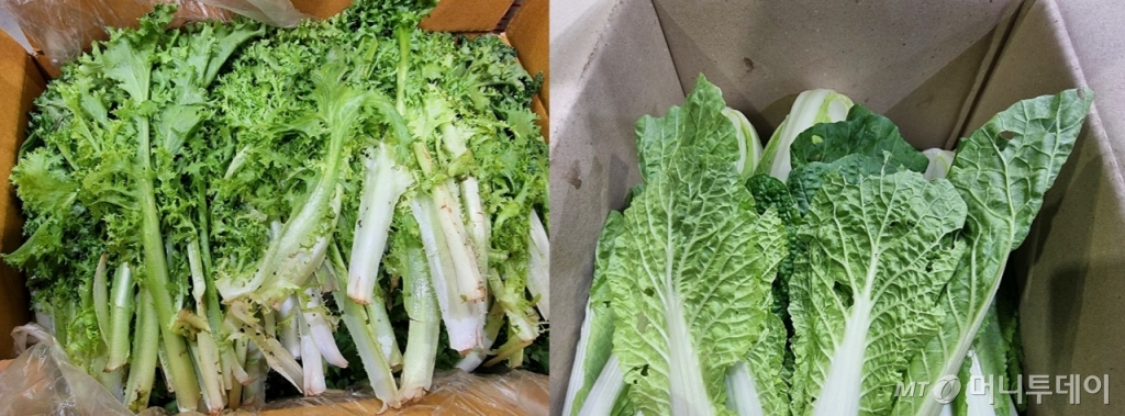 12일 삼성웰스토리 평택 물류센터에 들어온 예스어스의 못난이 농산물 치커리와 얼갈이./사진=유예림 기자